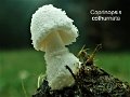 Coprinopsis cothurnata-amf38